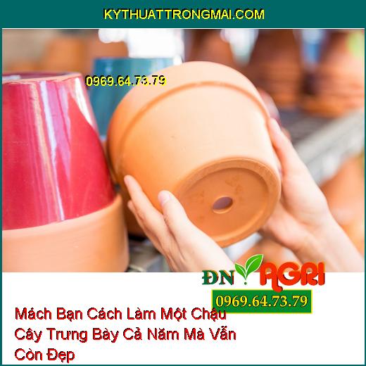 Mách Bạn Cách Làm Một Chậu Cây Trưng Bày Cả Năm Mà Vẫn Còn Đẹp