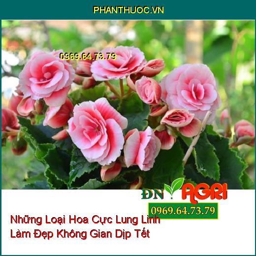 Những Loại Hoa Cực Lung Linh Bạn Có Thể Trồng Làm Đẹp Không Gian Dịp Tết 