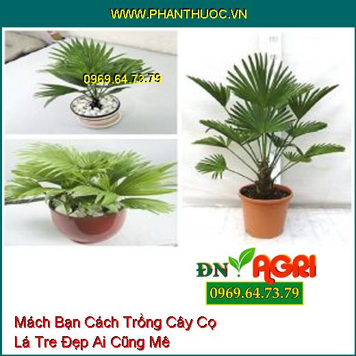 Mách Bạn Cách Trồng Cây Cọ Lá Tre Đẹp Ai Cũng Mê