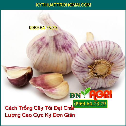 Cách Trồng Cây Tỏi Đạt Chất Lượng Cao Cực Kỳ Đơn Giản