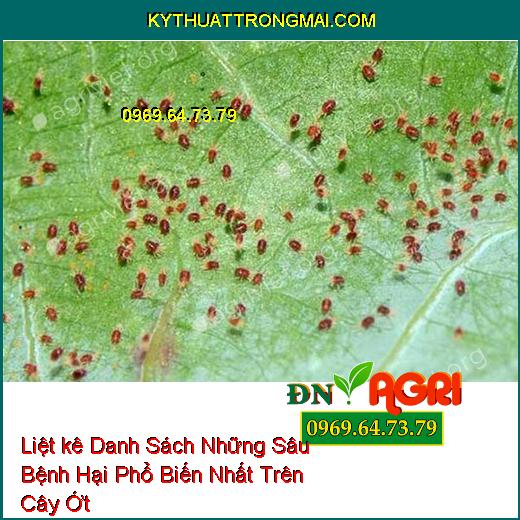 Liệt kê Danh Sách Những Sâu Bệnh Hại Phổ Biến Nhất Trên Cây Ớt