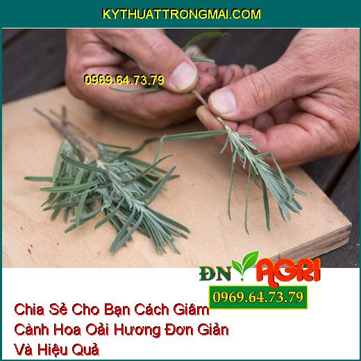 Chia Sẻ Cho Bạn Cách Giâm Cành Hoa Oải Hương Đơn Giản Và Hiệu Quả