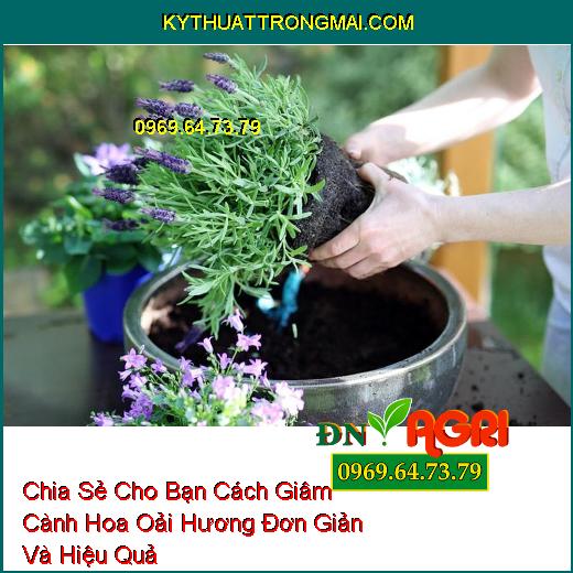 Chia Sẻ Cho Bạn Cách Giâm Cành Hoa Oải Hương Đơn Giản Và Hiệu Quả