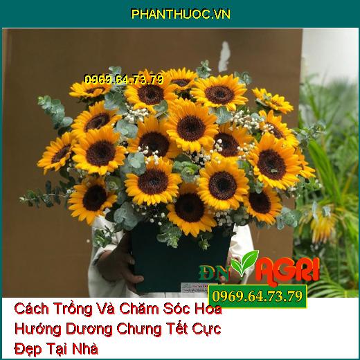 Cách Trồng Và Chăm Sóc Hoa Hướng Dương Chưng Tết Cực Đẹp Tại Nhà