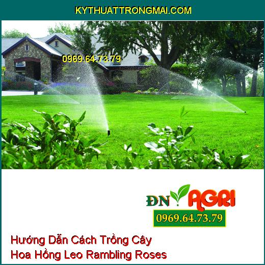 Hướng Dẫn Cách Trồng Cây Hoa Hồng Leo Rambling Roses