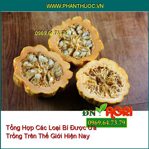 Tổng Hợp Các Loại Bí Được Ưa Trồng Trên Thế Giới Hiện Nay