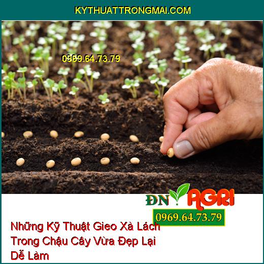 Những Kỹ Thuật Gieo Xà Lách Trong Chậu Cây Vừa Đẹp Lại Dễ Làm