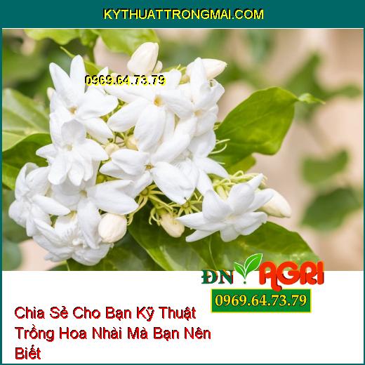 Chia Sẻ Cho Bạn Kỹ Thuật Trồng Hoa Nhài Mà Bạn Nên Biết