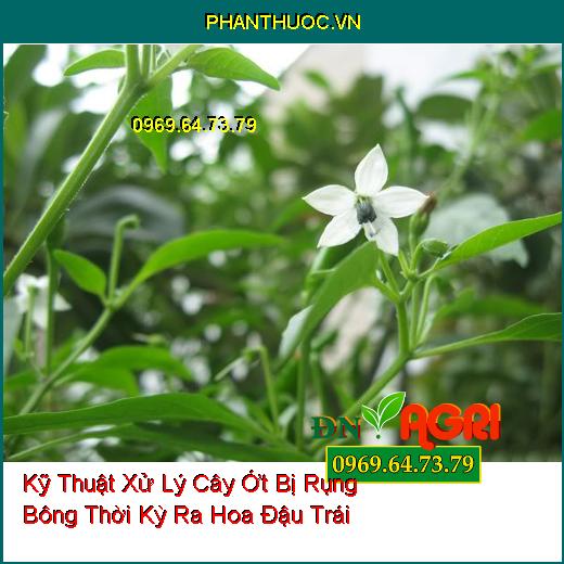 Kỹ Thuật Xử Lý Cây Ớt Bị Rụng Bông Thời Kỳ Ra Hoa Đậu Trái