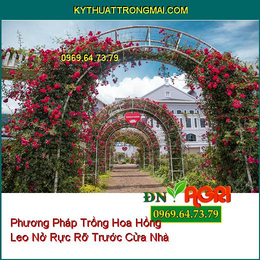 Phương Pháp Trồng Hoa Hồng Leo Nở Rực Rỡ Trước Cửa Nhà