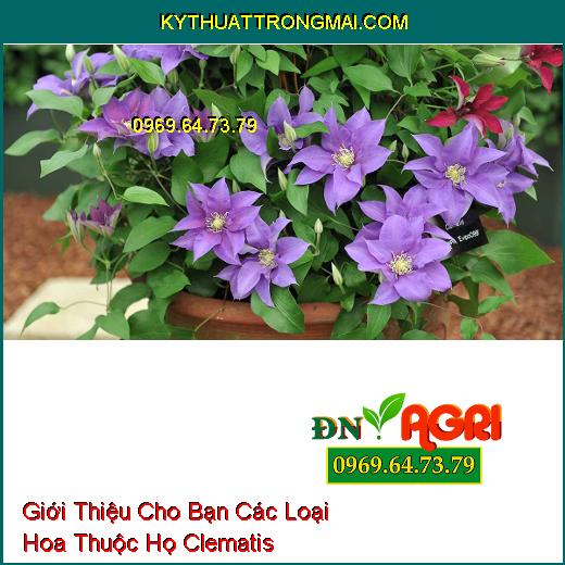 Giới Thiệu Cho Bạn Các Loại Hoa Thuộc Họ Clematis