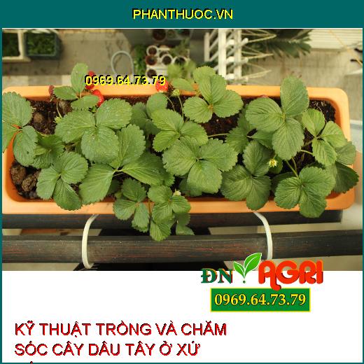 KỸ THUẬT TRỒNG VÀ CHĂM SÓC CÂY DÂU TÂY Ở XỨ NÓNG