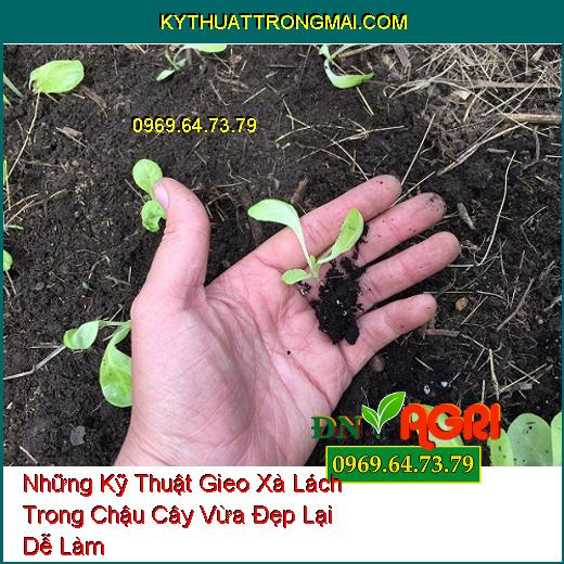 Những Kỹ Thuật Gieo Xà Lách Trong Chậu Cây Vừa Đẹp Lại Dễ Làm