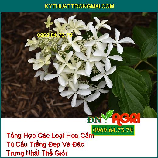 Tổng Hợp Các Loại Hoa Cẩm Tú Cầu Trắng Đẹp Và Đặc Trưng Nhất Thế Giới 