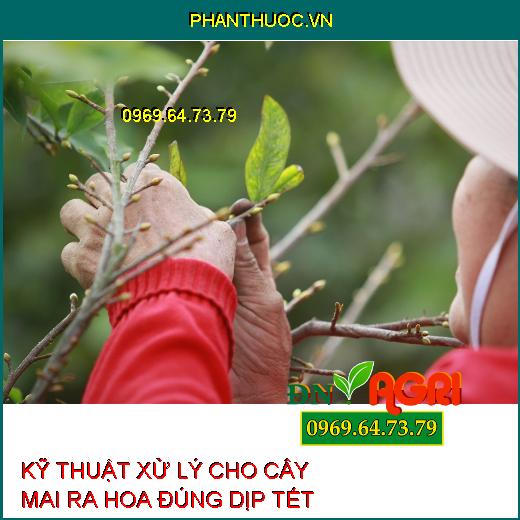 KỸ THUẬT XỬ LÝ CHO CÂY MAI RA HOA ĐÚNG DỊP TẾT