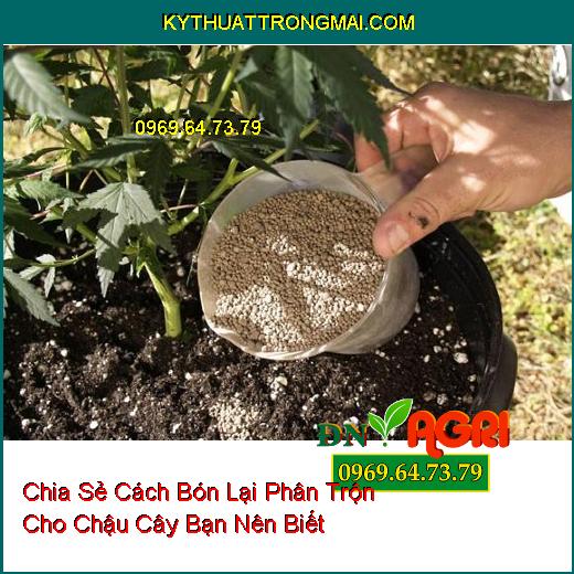 Chia Sẻ Cách Bón Lại Phân Trộn Cho Chậu Cây Bạn Nên Biết