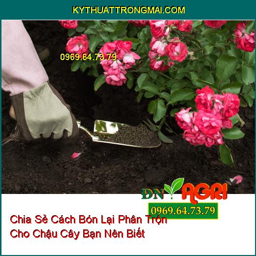 Chia Sẻ Cách Bón Lại Phân Trộn Cho Chậu Cây Bạn Nên Biết