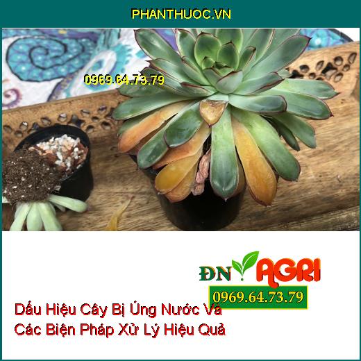 Dấu Hiệu Cây Bị Úng Nước Và Các Biện Pháp Xử Lý Hiệu Quả