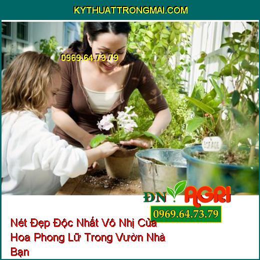 Nét Đẹp Độc Nhất Vô Nhị Của Hoa Phong Lữ Trong Vườn Nhà Bạn