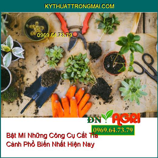 Bật Mí Những Công Cụ Cắt Tỉa Cành Phổ Biến Nhất Hiện Nay