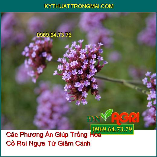 Các Phương Án Giúp Trồng Hoa Cỏ Roi Ngựa Từ Giâm Cành