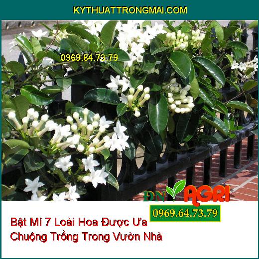 hoa trồng trong vườn nhà