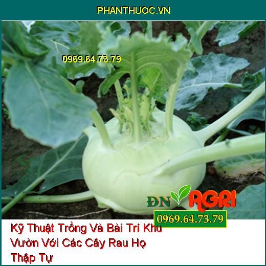 Kỹ Thuật Trồng Và Bài Trí Khu Vườn Với Các Cây Rau Họ Thập Tự