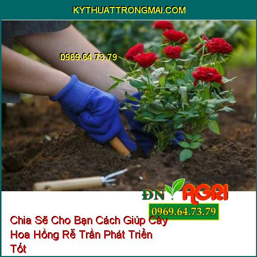 Chia Sẽ Cho Bạn Cách Giúp Cây Hoa Hồng Rễ Trần Phát Triển Tốt 