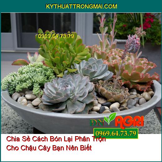 Chia Sẻ Cách Bón Lại Phân Trộn Cho Chậu Cây Bạn Nên Biết