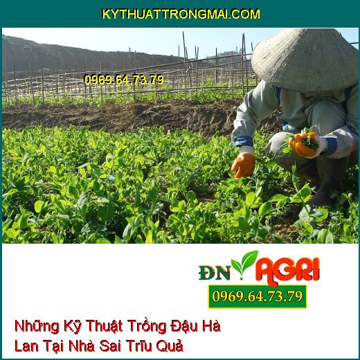 Những Kỹ Thuật Trồng Đậu Hà Lan Tại Nhà Sai Trĩu Quả Mà Chất Lượng