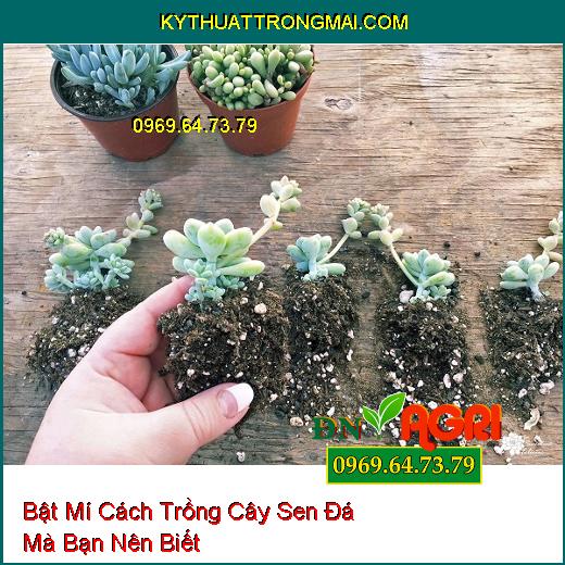 Bật Mí Cách Trồng Cây Sen Đá Mà Bạn Nên Biết