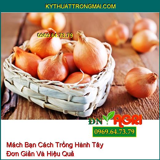 Mách Bạn Cách Trồng Hành Tây Đơn Giản Và Hiệu Quả