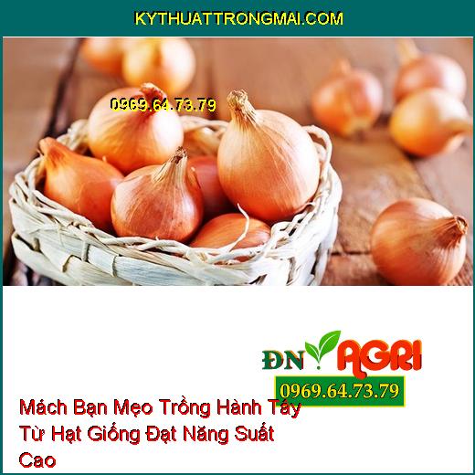 Mách Bạn Mẹo Trồng Hành Tây Từ Hạt Giống Đạt Năng Suất Cao