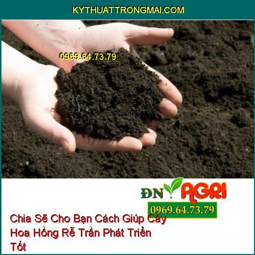 Chia Sẽ Cho Bạn Cách Giúp Cây Hoa Hồng Rễ Trần Phát Triển Tốt 