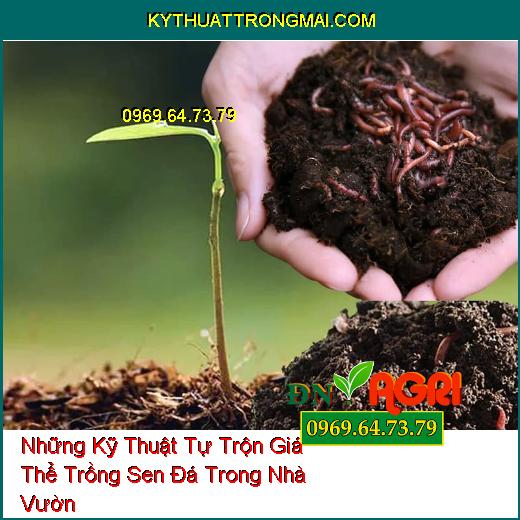 Những Kỹ Thuật Tự Trộn Giá Thể Trồng Sen Đá Trong Nhà Vườn