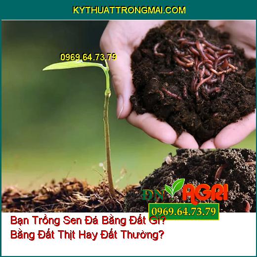 Bạn Trồng Sen Đá Bằng Đất Gì? Bằng Đất Thịt Hay Đất Thường?