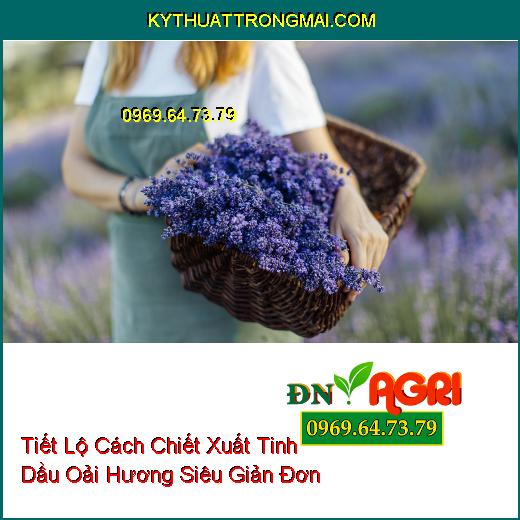 Tiết Lộ Cách Chiết Xuất Tinh Dầu Oải Hương Siêu Giản Đơn