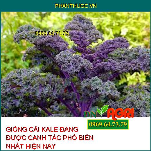 5 GIỐNG CẢI KALE ĐANG ĐƯỢC CANH TÁC PHỔ BIẾN NHẤT HIỆN NAY