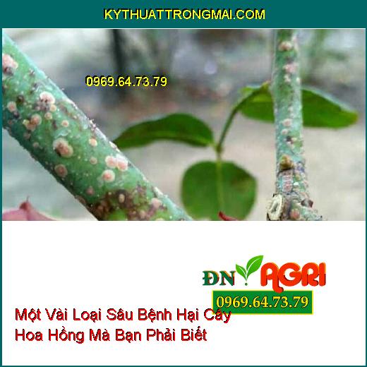 Một Vài Loại Sâu Bệnh Hại Cây Hoa Hồng Mà Bạn Phải Biết Để Phòng Ngừa