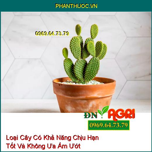 4 Loại Cây Có Khả Năng Chịu Hạn Tốt Và Không Ưa Ẩm Ướt