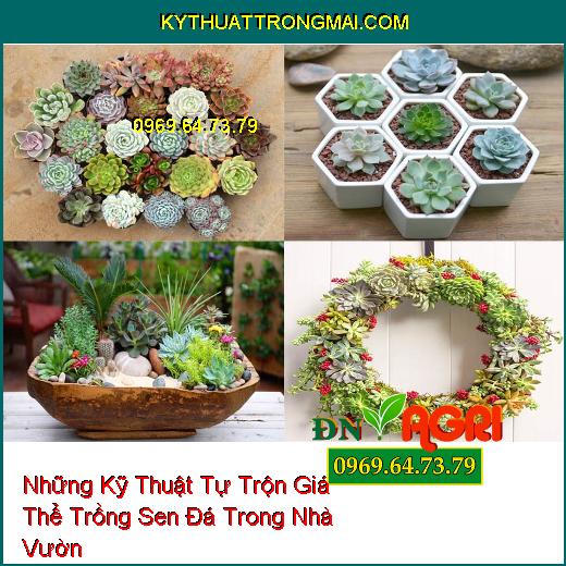 Những Kỹ Thuật Tự Trộn Giá Thể Trồng Sen Đá Trong Nhà Vườn