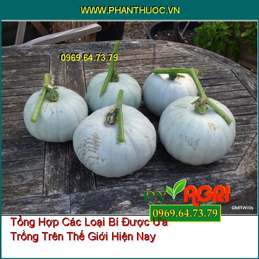 Tổng Hợp Các Loại Bí Được Ưa Trồng Trên Thế Giới Hiện Nay