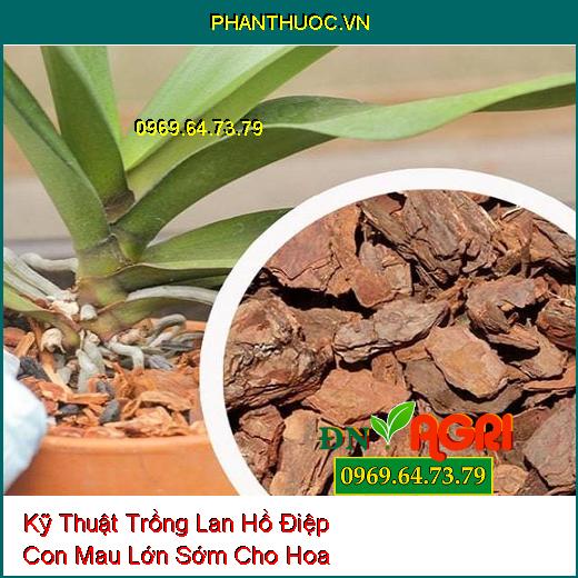 Kỹ Thuật Trồng Lan Hồ Điệp Con Mau Lớn Sớm Cho Hoa