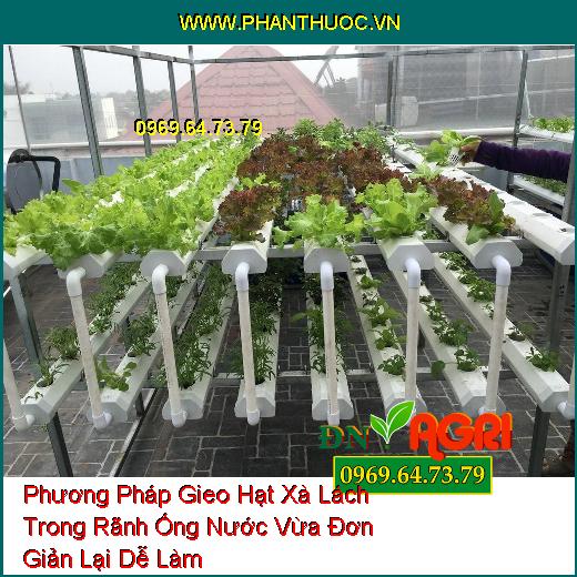 Phương Pháp Gieo Hạt Xà Lách Trong Rãnh Ống Nước Vừa Đơn Giản Lại Dễ Làm