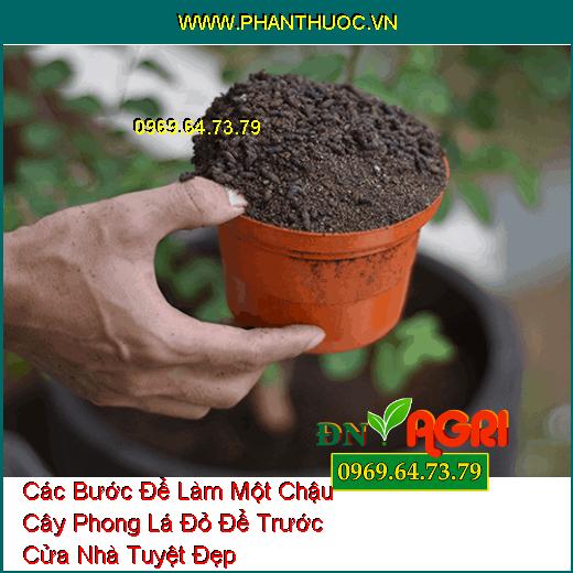 Các Bước Để Làm Một Chậu Cây Phong Lá Đỏ Để Trước Cửa Nhà Tuyệt Đẹp