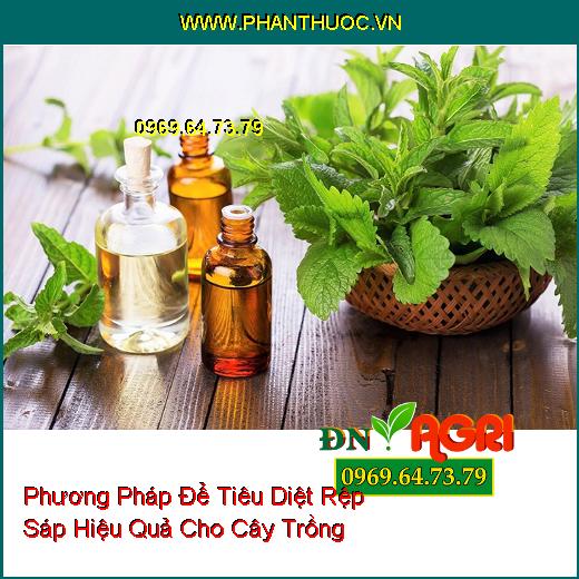 Phương Pháp Để Tiêu Diệt Rệp Sáp Hiệu Quả Cho Cây Trồng