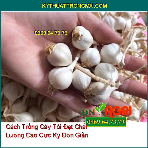 Cách Trồng Cây Tỏi Đạt Chất Lượng Cao Cực Kỳ Đơn Giản