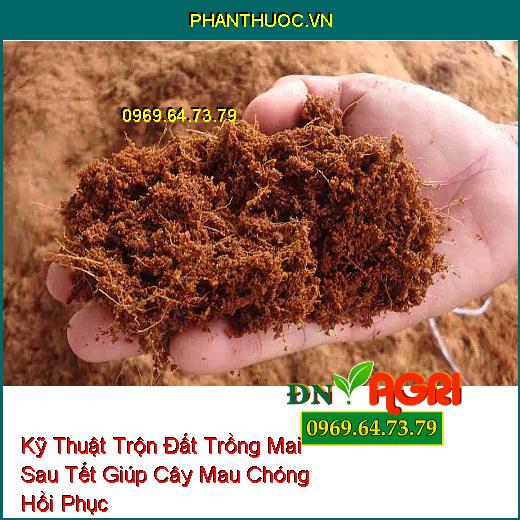 Kỹ Thuật Trộn Đất Trồng Mai Sau Tết Giúp Cây Mau Chóng Hồi Phục