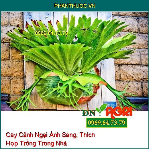 6 Loại Cây Cảnh Ngại Ánh Sáng, Thích Hợp Trồng Trong Nhà