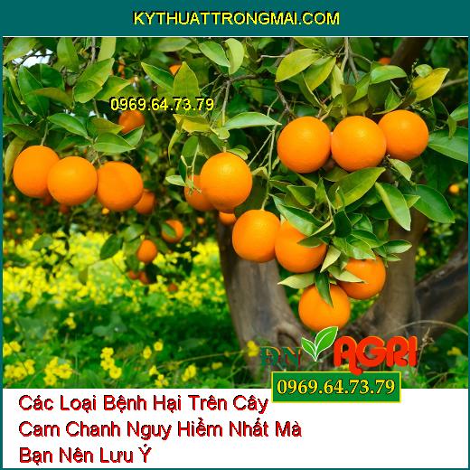 Các Loại Bệnh Hại Trên Cây Cam Chanh Nguy Hiểm Nhất Mà Bạn Nên Lưu Ý